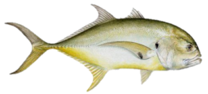 , is a member of the Jack or Carangidae Family, and is known in Mexico as jurel común and simply toro. Globally, there are seventeen species in the genus Caranx, of which nine are found in Mexican waters, three in the Atlantic, five in the Pacific and one in both the Atlantic and Pacific Oceans.
The Crevalle Jack has a moderately compressed deep oblong body with a depth that is 30% to 34% of standard length. They are greenish-blue dorsally and silvery-white to yellow on their lower sides. They have a black spot on their gill covers and a black blotch on the lower corner of their pectoral fin. Their anal and caudal fins are yellowish. They have a blunt snout and fairly small eyes set high on their rounded head. Their mouth is large extending past the eyes and opens at the front. Their anal fin has 2 spines followed by 1 spine and 16 to 17 rays and a raised front lobe; their caudal fin has a slender base and is deeply forked; their first dorsal fin has 8 spines and a raised front lobe; their second dorsal fin has 1 spine and 19 to 21 rays; and, their pectoral fins are longer than the head. They have 6 to 9 upper gill rakers and 16 to 19 gill rakers on the lower arch. They are covered with scales. They have a pronounced lateral line with a moderately long anterior arch with 25 to 35 strong scutes.
The Crevalle Jack is a pelagic species that is found at all depths up to 100 m (330 feet) with larger fish being normally found in deeper waters. They reach a maximum of 1.29 m (4 feet 3 inches) in length and 35.4 kg (58 lbs 6 oz) in weight. As of October 15, 2020, the International Game Fish Association world record for length stood at 1.01 m (3 feet 4 inches) with the fish caught from coastal waters off Central Africa in September 2013. The corresponding world record for weight stood at 30 kg (66 lbs 2 oz) with the fish caught from coastal waters off Angola in June 2010. They are common at 2 feet in length with females being larger than males. Adults travel in schools or as solitary individuals while juveniles travel in large schools. They are an important apex diurnal predator found in all tropical inshore waters preying upon on a variety of fish, shrimp, and invertebrates. In turn they are preyed upon by many surface feeding carnivores, including striped marlins and seabirds. The Crevalle Jack is poorly studied with very limited information available about their lifestyle and behavioral patterns including specific details on age, growth, longevity, movement patterns, diet, habitat use, and reproduction.
The Crevalle Jack is a resident of all Mexican waters of the Atlantic Ocean including the Gulf of Mexico and the east coast of the Yucatán Peninsula in the Caribbean.
The Crevalle Jack is virtually identical to the Pacific Crevalle Jack, Caranx caninus (21-27 gill rakers; 34-43 scutes).
From a conservation perspective the Crevalle Jack is currently considered to be of Least Concern with stable, widely distributed populations. They are targeted by both commercial and recreational fishermen. Commercially they are caught with gillnets, longlines, and beach seines in coastal waters from 10 m (33 feet) to 40 m (131 feet) water off Campeche, Tabasco and Veracruz. The are sold fresh, frozen, smoked, and dried salted but they are considered to be a valued food fish. In addition, larger fish are known to contain ciguatoxin. They are also utilized to produce fishmeal and  fish oil.  For recreational anglers the Crevalle Jack is are one of the most famous species in Mexican waters and known for their strength and are viewed as a “superb light tackle species”. They are commonly used in the aquarium trade.
Length versus Weight Chart: A Pacific Crevalle Jack Weight From Length Conversion Table has been included in this website that can also be used for the accurate determination of a Crevalle Jack’s weight from its length and to hopefully promote its rapid and unharmed return to the ocean. The Crevalle Jack is virtually identical to the Pacific Crevalle Jack, thus this table “works.”