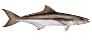 are the only member of their genus.  Cobia are long and slim with a broad, flat head.  The dorsal side of the fish is dark brown in color, while the ventral side is milky white.  The lateral line is dark and obvious, and runs through the eye to the forked tail.  Cobia have many small teeth in their mouths, and approximately eight short, unconnected spines between the head and dorsal fin.  According to stock characteristics the maximum age is 11 years, the maximum weight is 68 kg (150 pounds) whole weight, and the maximum length is 198 cm (78 inches) total length.
Life History and Distribution
Cobia migrate seasonally, and can be found in the northern Gulf from March to October and in the southern Gulf and south Florida from November to March.  In the Gulf, spawning occurs in coastal waters from April to September at temperatures ranging from 23-28 °C (73-82 °F).  Cobia which are ready to spawn display a white horizontal stripe down each side of the body.  Eggs are found in the top meter (3 ft) of the water column, drifting with the currents, and are estimated to hatch within 36 hours.  From May to September, larvae are commonly found in surface waters, and occasionally at depths of up to 300 m (984 ft), where they likely feed on zooplankton.  Larvae transition to coastal and offshore waters as juveniles after approximately 25 days, often guided by currents, feeding on small fishes, squid, and shrimp. Adult cobia are found in coastal and offshore waters in depths up to 70 m (230 ft).  Adults feed on fishes and crustaceans, including crabs.